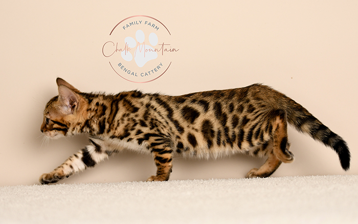 Bengal kitten for sale